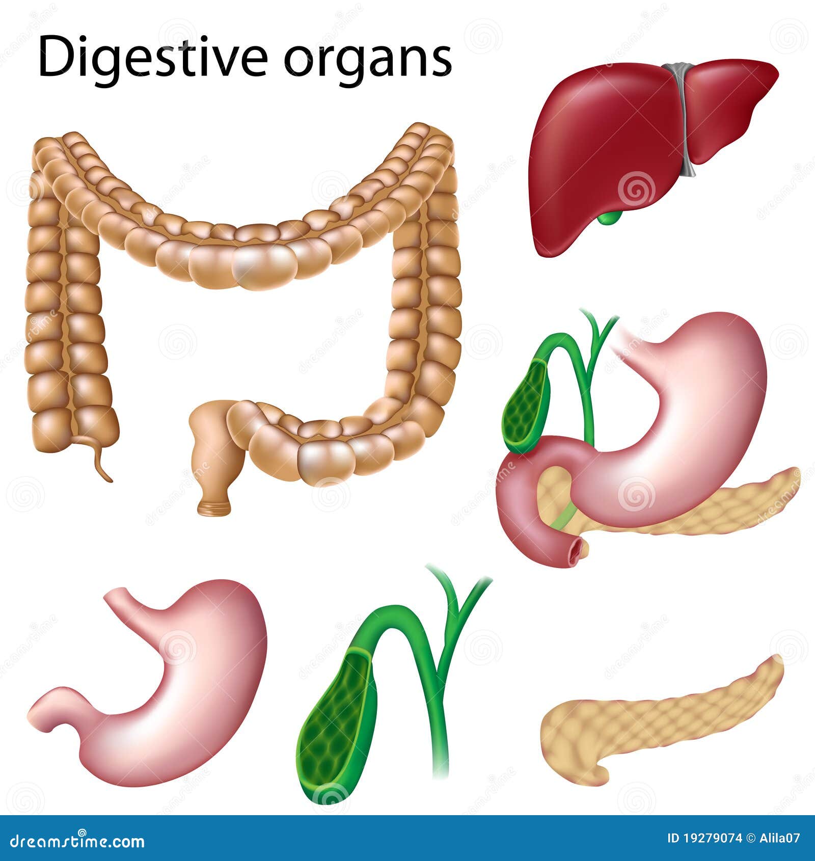 Les Organes Digestifs Ont Isolé Illustration de Vecteur Illustration