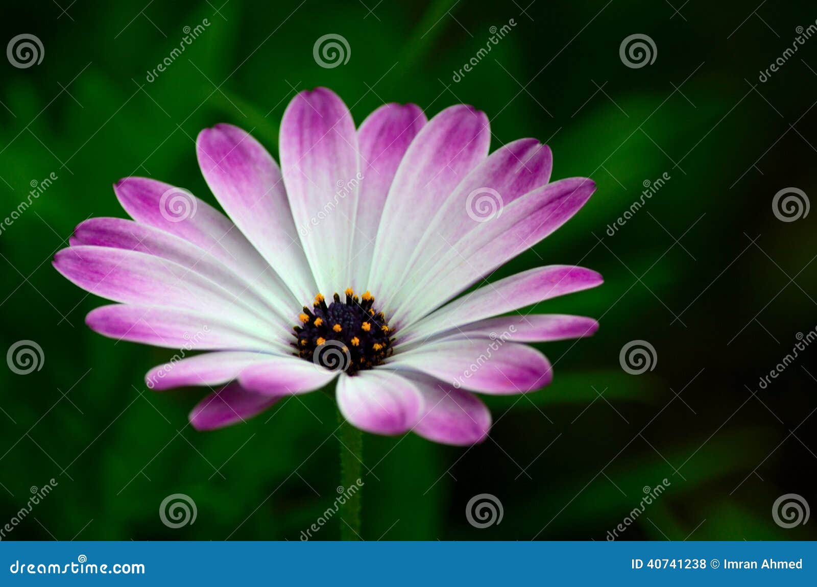 Les Pétales De Fleur Violette Et Blanche Avec Les Stamens Jaunes Fleurit  Photo stock - Image du lames, centre: 40741238