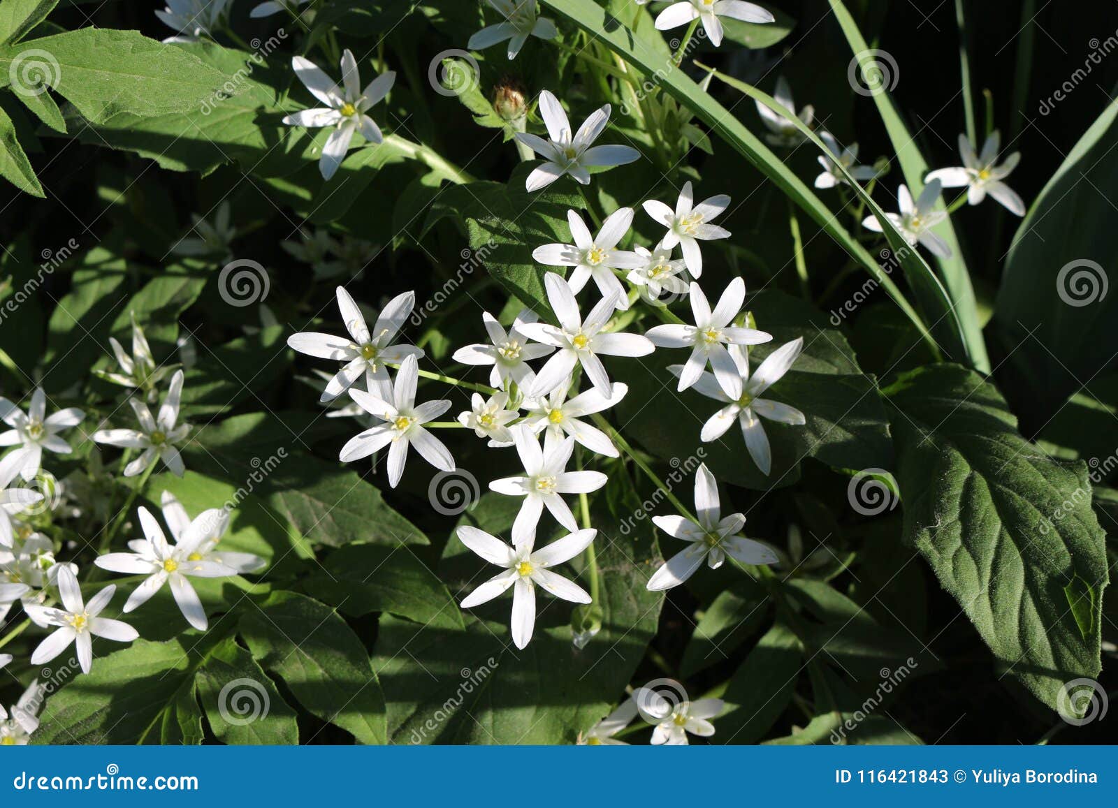 Les Petites Fleurs Blanches Ont Fleuri Dans Le Parterre Ils Sont Comme Des  étoiles Image stock - Image du centrale, blanc: 116421843