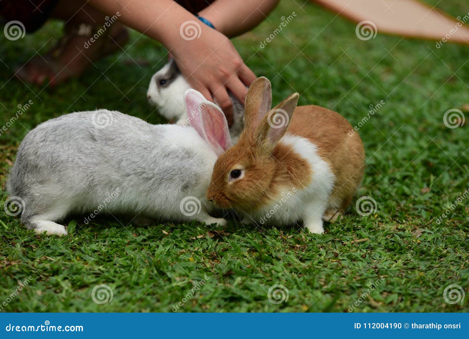 Mignon lapin brun sur fond d'herbe verte image libre de droit par