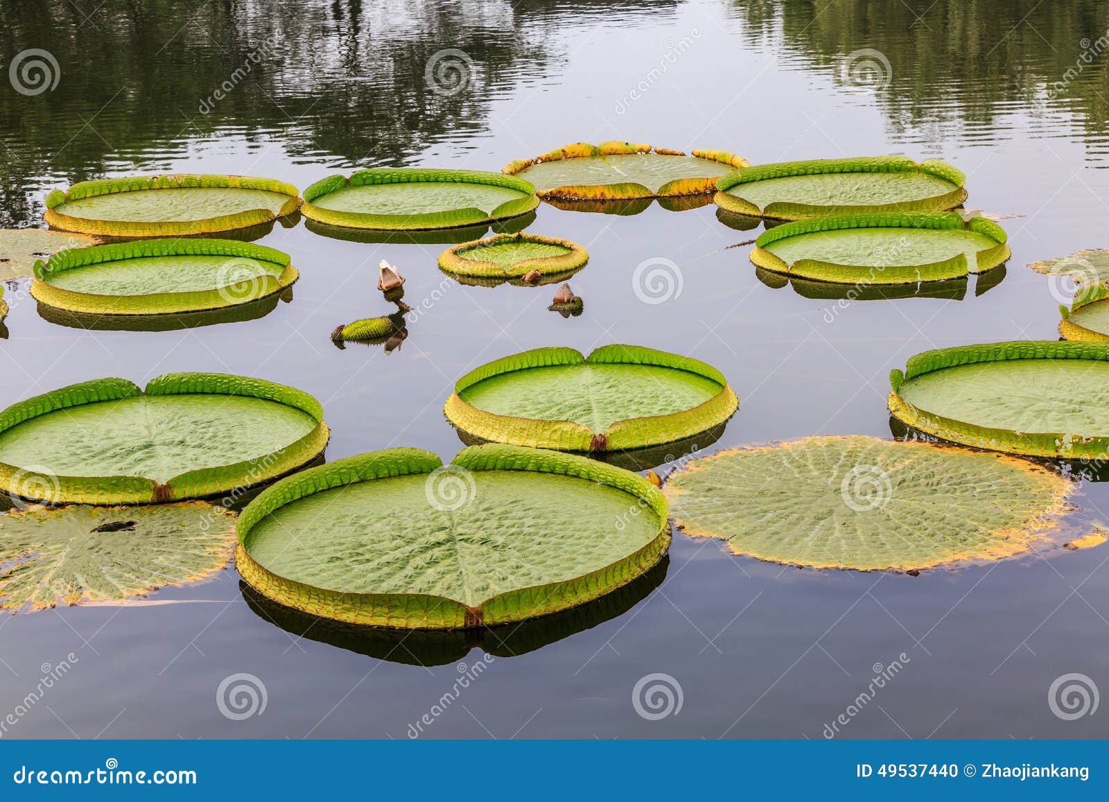 Schoenoplectus LACUSTRIS-étang Les corniches étang Roseaux étang plantes étang Plante 