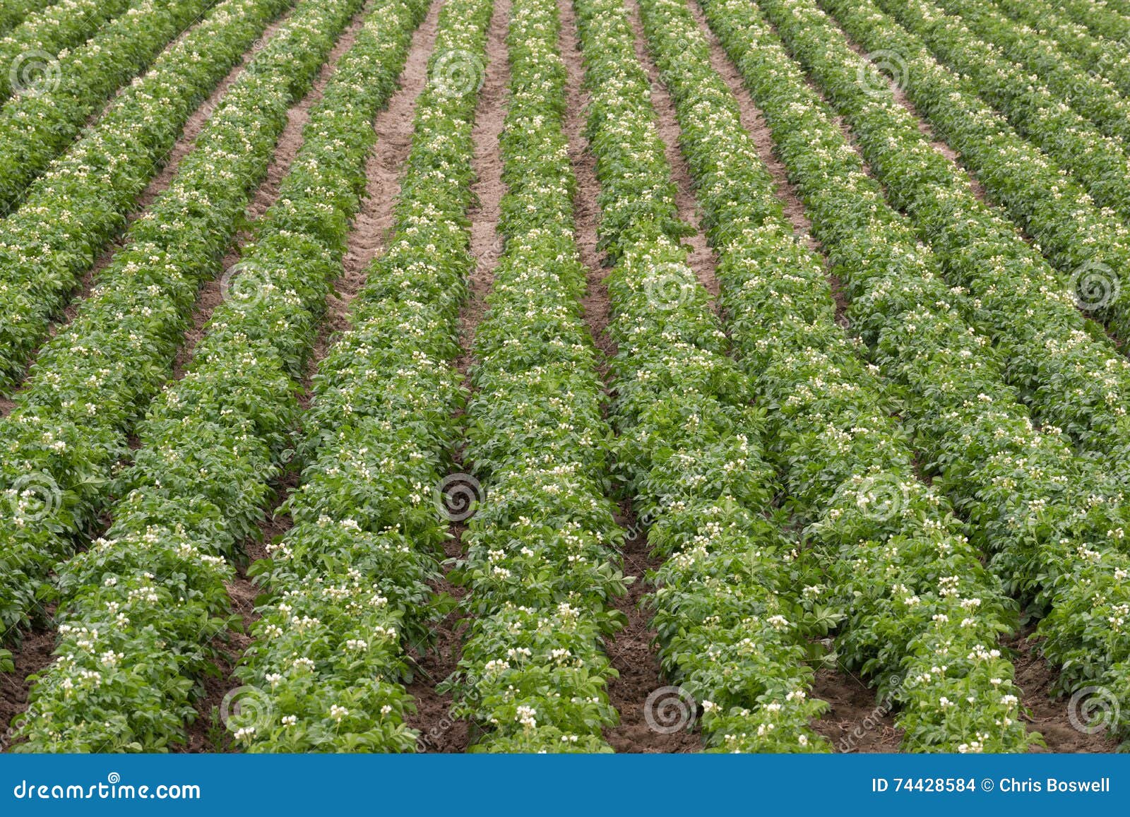 Les Plantes De Pomme De Terre Cultivent La Culture Vivriere D Agriculture De Ferme De L Idaho Photo Stock Image Du Accroissement Fertile Les Plantes De Pomme De Terre Cultivent La Culture Vivriere D Agriculture De Ferme De L Idaho Photo Stock Image Du Accroissement Fertile