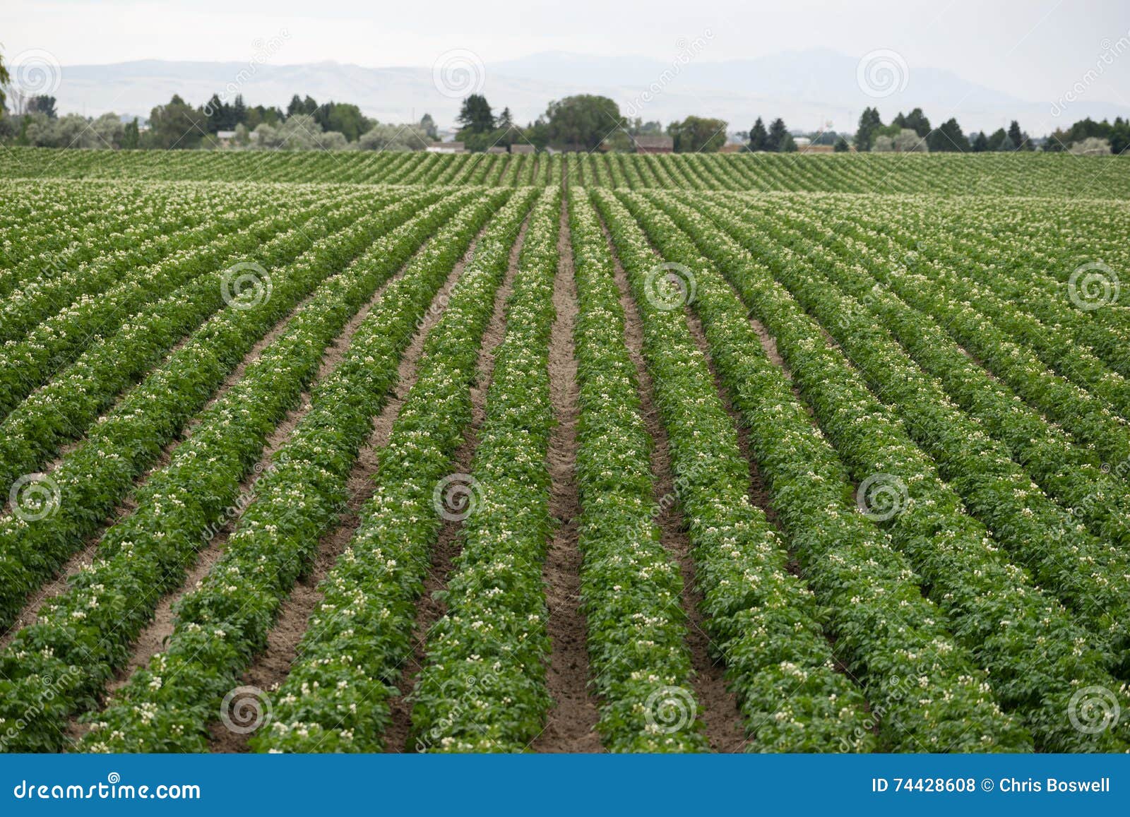 Les Plantes De Pomme De Terre Cultivent La Culture Vivriere D Agriculture De Ferme De L Idaho Photo Stock Image Du Idaho Fleurs Les Plantes De Pomme De Terre Cultivent La Culture Vivriere D Agriculture De Ferme De L Idaho Photo Stock Image Du Idaho Fleurs