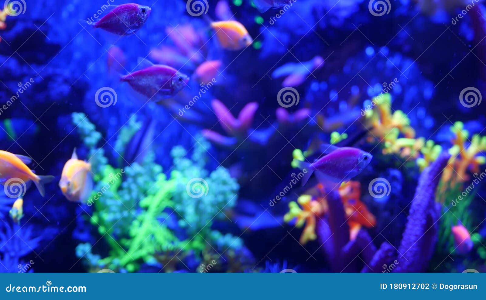 https://thumbs.dreamstime.com/z/les-poissons-color%C3%A9s-vifs-bougie-%C3%A0-l-aquarium-violette-sous-une-lampe-uv-ultraviolet-paradis-tropical-fluorescent-pourpre-180912702.jpg