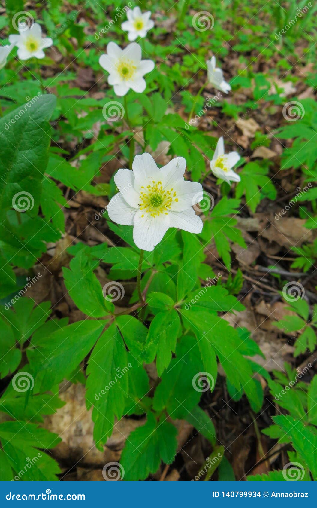 Les Premières Fleurs De Ressort, Une Anémone De Forêt Photo stock - Image  du odeur, arbres: 140799934