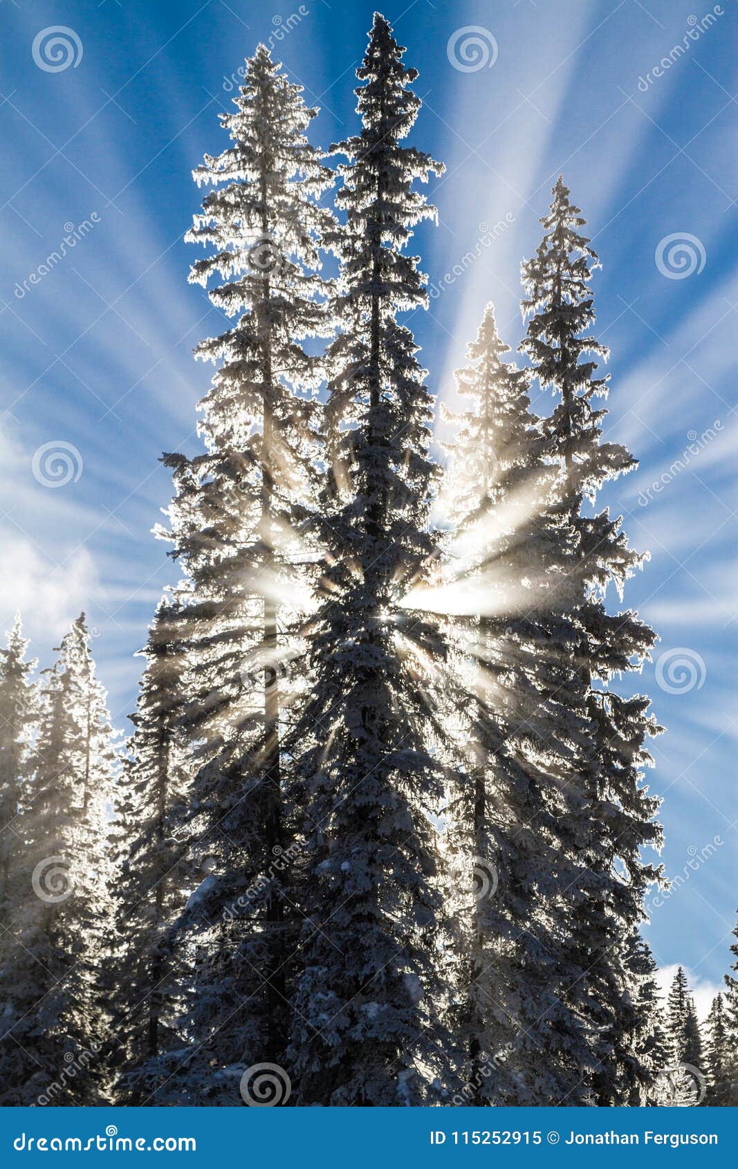 Les rayons de soleil derrière la neige ont couvert des arbres. Les rayons de soleil d'hiver de matin par la neige ont couvert des arbres de ciel bleu