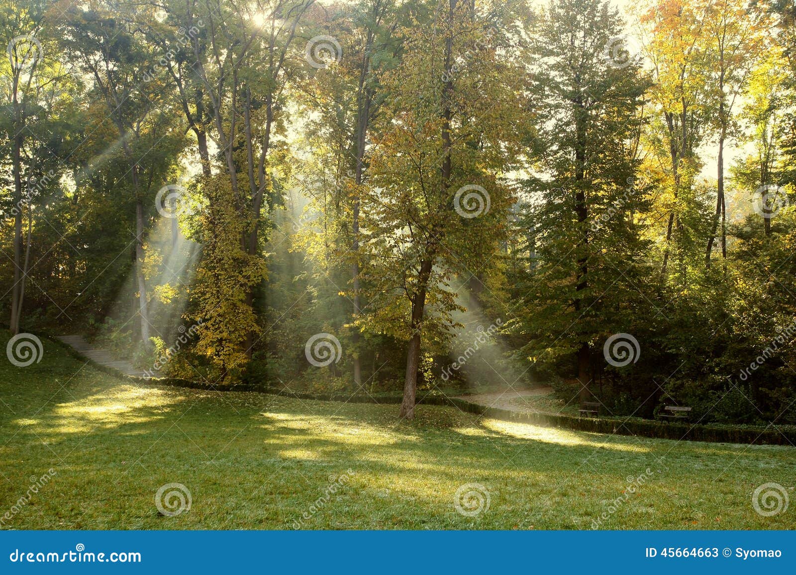 Les rayons du soleil en parc d'automne. Les rayons du soleil font leur voie par les arbres en parc d'automne