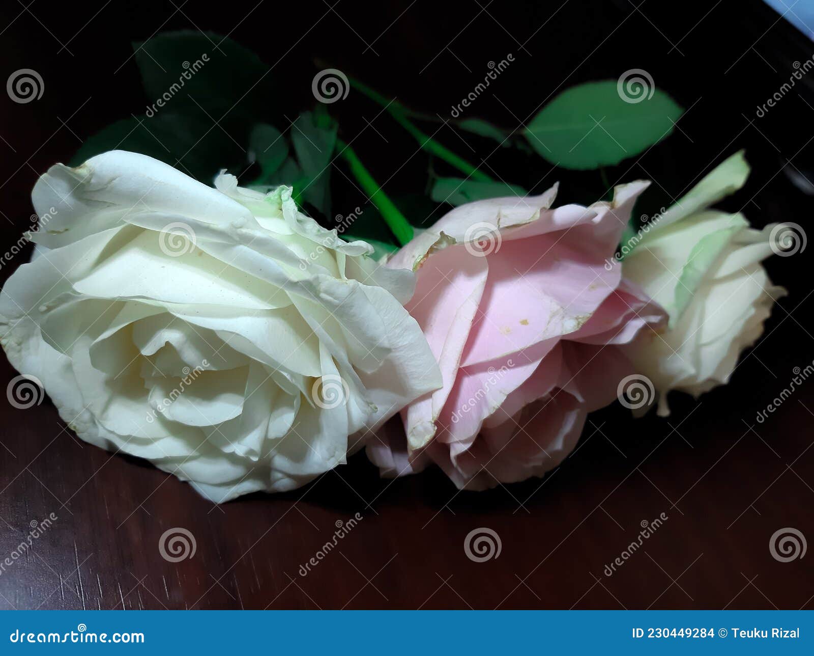 Les Roses Blanches Symbolisent La Sincérité. Photo stock - Image du blanc,  arbre: 230449284