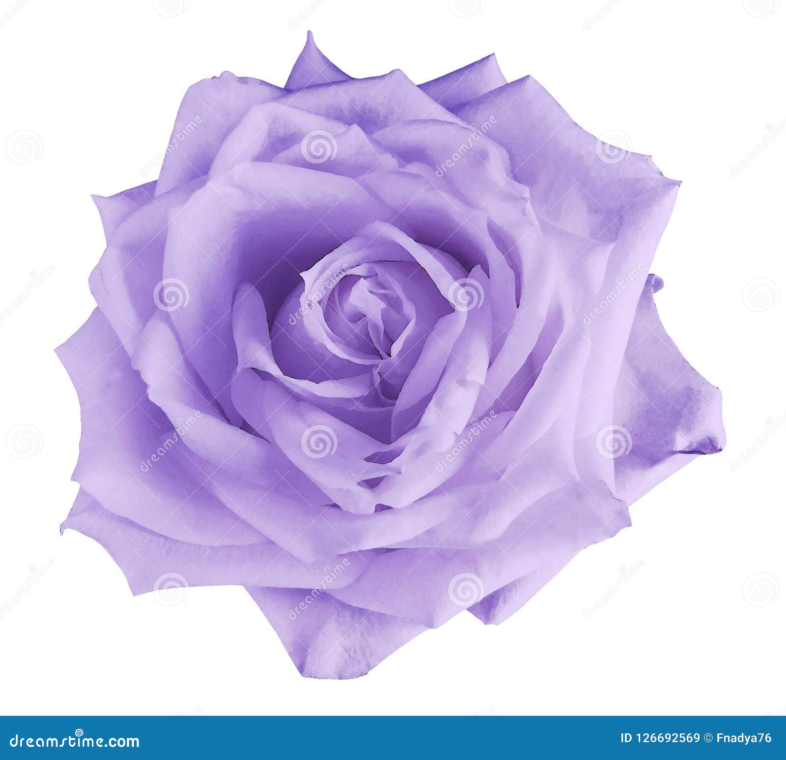 Les Roses Violet-clair D'aquarelle Fleurissent Sur Un Fond Blanc  D'isolement Closeup Pour La Conception Image stock - Image du fleurs,  nature: 126692569