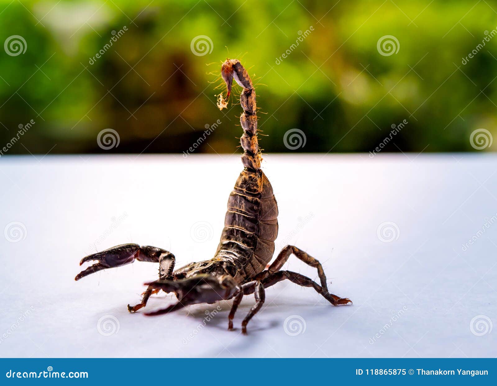 Les Scorpions Geants De Foret De Bebe Ont Prepare Au Combat Et Se Sont Proteges Quand Approche De Photographe Pour La Tirer Image Stock Image Du Simple Degagement