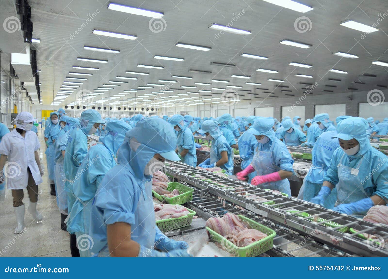 Les Travailleurs Ceignent D Un Bandeau Le Poisson Chat De Pangasius Dans Une Usine De Fruits De Mer Dans Le Delta Du Mekong Du Vi Photographie Editorial Image Du Vetement Reseau Les Travailleurs Ceignent D Un Bandeau Le Poisson Chat De Pangasius Dans Une Usine De Fruits De Mer Dans Le Delta Du Mekong Du Vi Photographie Editorial Image Du Vetement Reseau