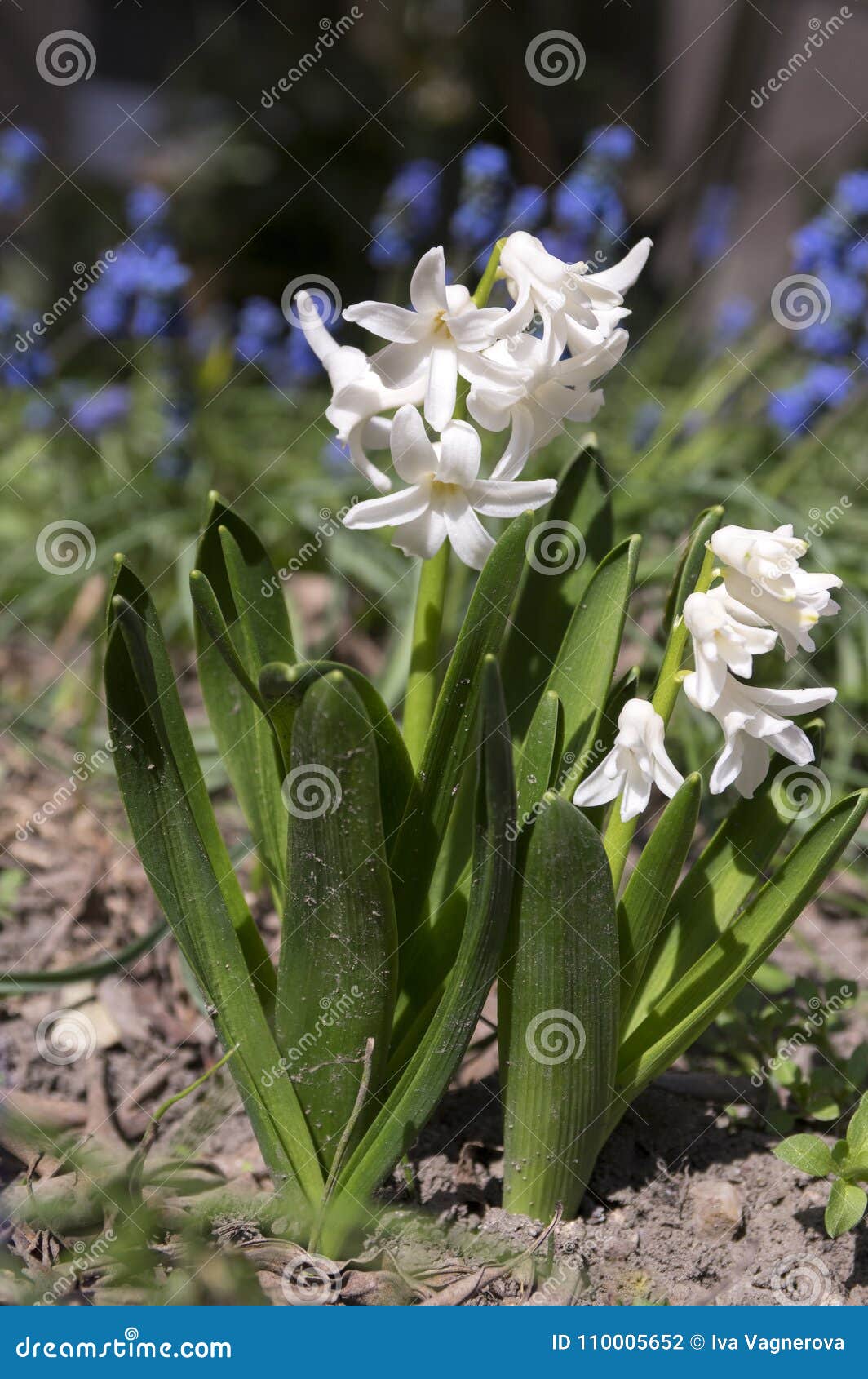 Les Usines Blanches Lumineuses De Hyacinthus, Ressort à Bulbe Fleurit En  Fleur Avec Des Bourgeons Et Des Feuilles Photo stock - Image du rose, lame:  110005652