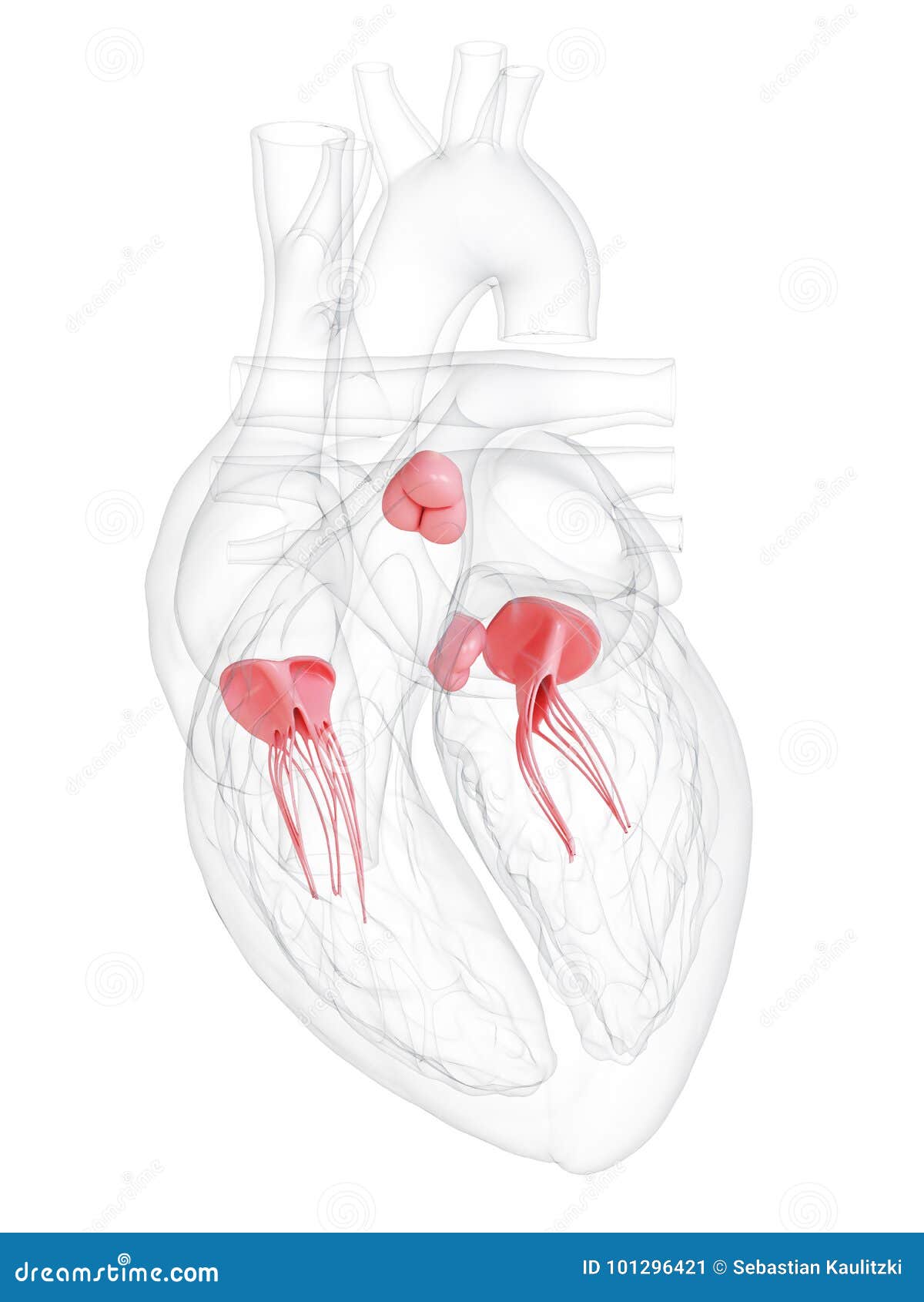 Les valves cardiaques