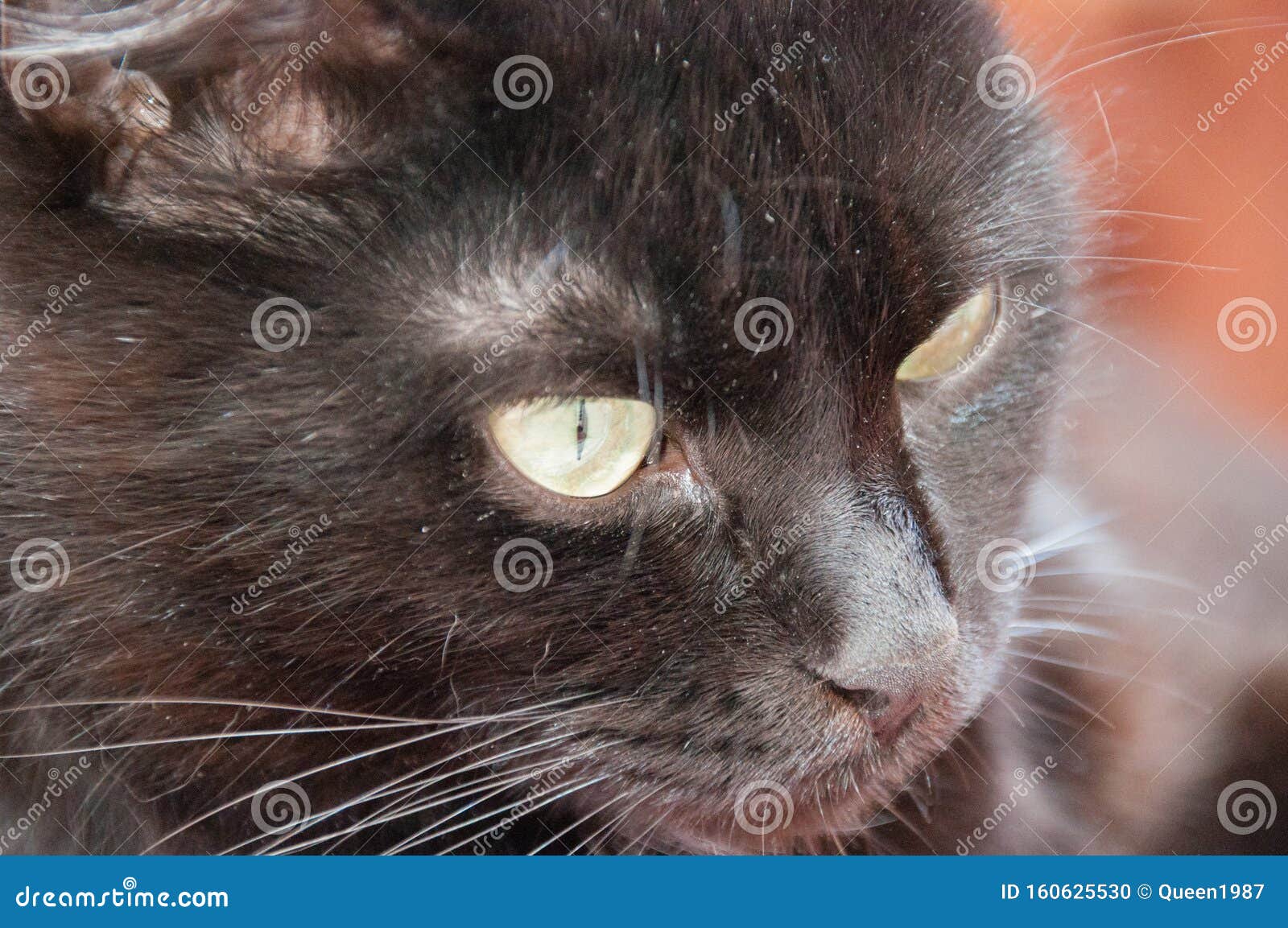 Les Yeux Jaunes D Un Tres Beau Chat Noir Rapproche Fete Des Animaux Et Fete Des Chats Photo Stock Image Du Domestique Verticale Les Yeux Jaunes D Un Tres Beau Chat Noir Rapproche Fete Des Animaux Et Fete Des Chats Photo Stock Image Du Domestique Verticale