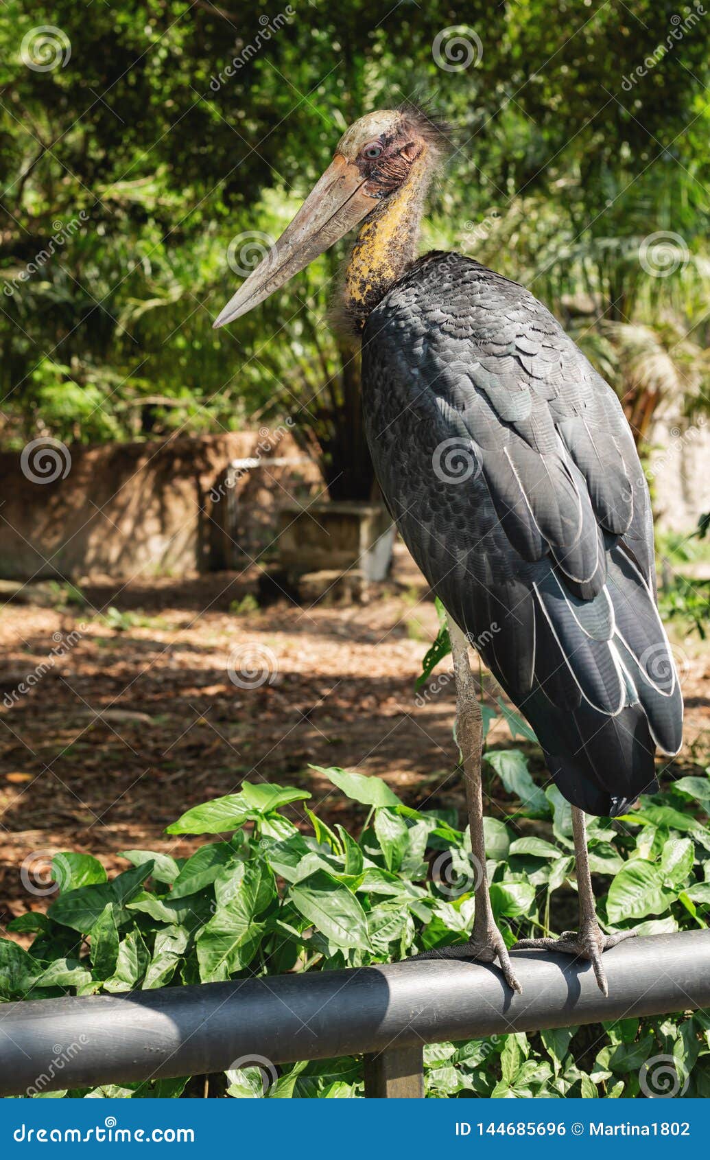 lesser adjutant stork in chai nat bird zoo