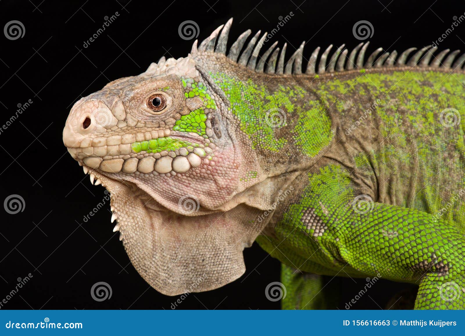lesser antillean iguana iguana delicatissima