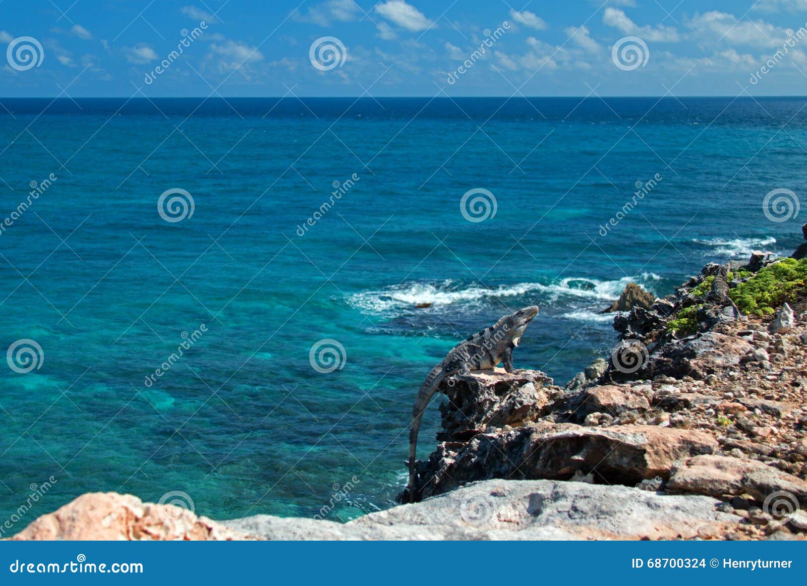 lesser antillean iguana on isla mujeres punta sur acantilado del amanecer - cliff of the dawn - near cancun mexico