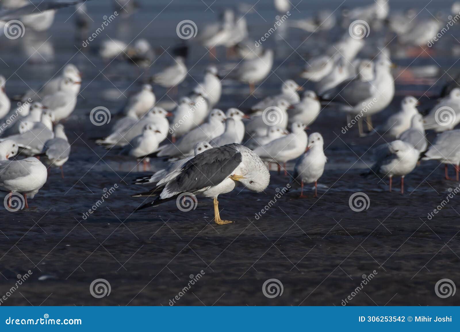 lesser black-backed gull or larus fuscus observed at akshi beach in alibag, maharashtra, india