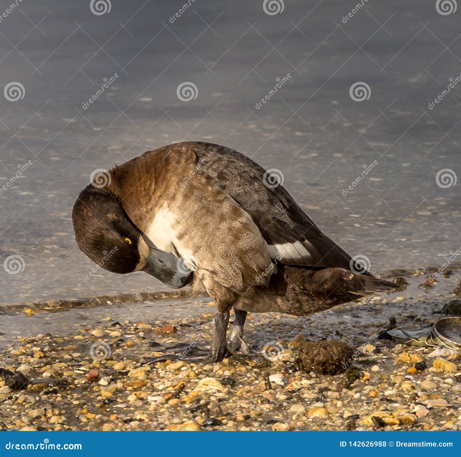 redhead duck name