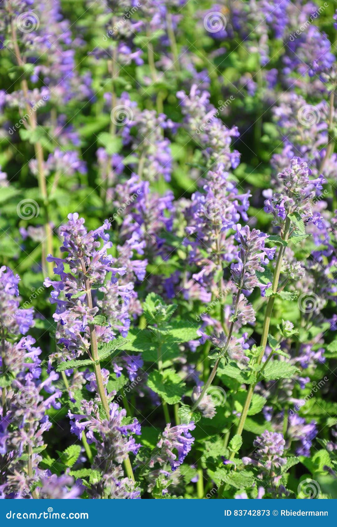 lesser calamint clinopodium nepeta