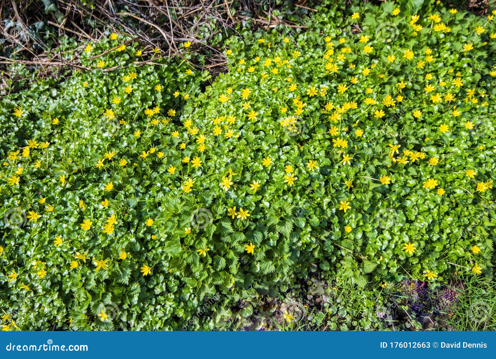 lesser celandine flowers ranunculus vicaria opening in springtime