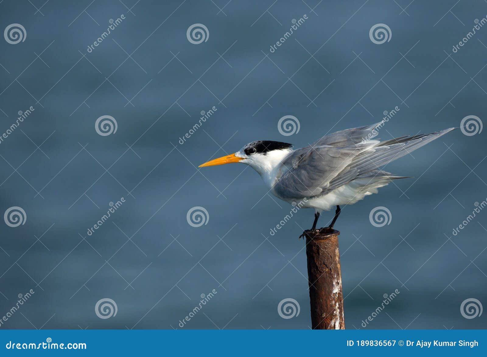 Greater Crested Tern Superimposed On Bahrain Skyline Using In Camera