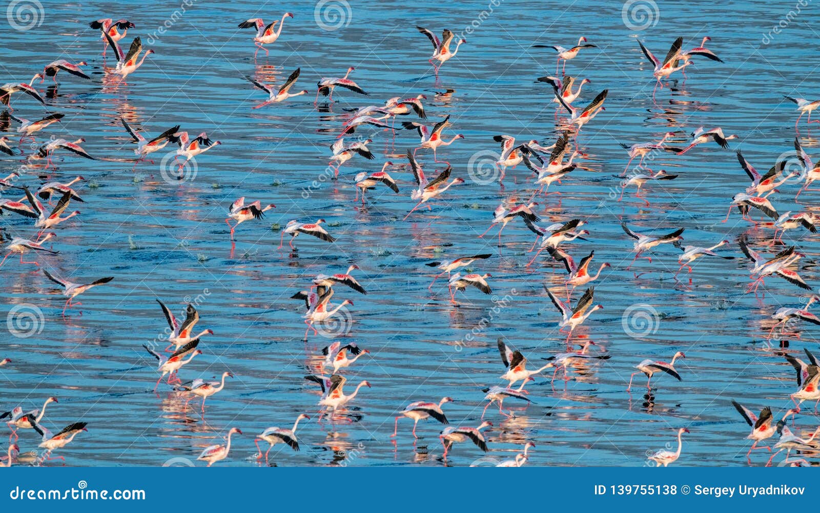 flamingo lake natron flamingo lake natron