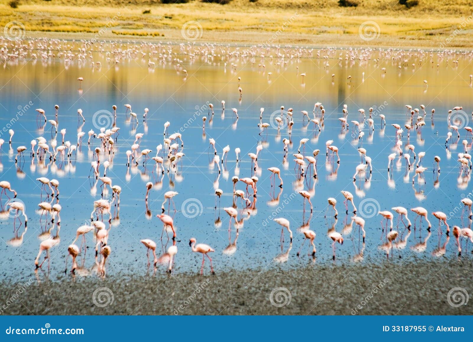 lesser flamingos at lake magadi in the kenyan rift valley
