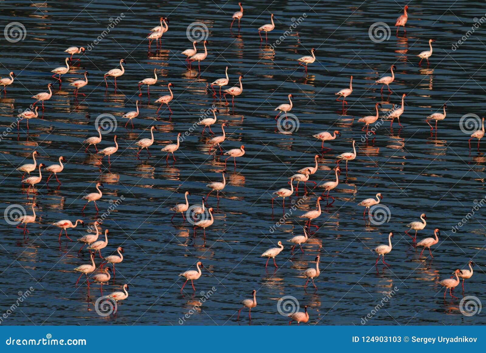 lake natron birds lake natron birds
