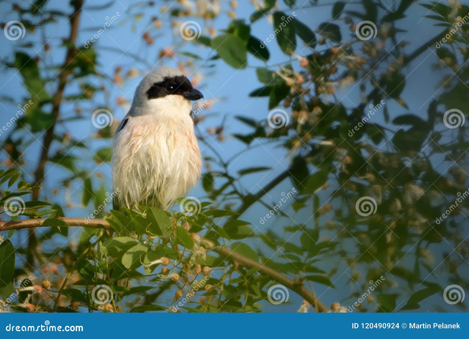 lesser gray shrike lanius minor perched on a acacia branch