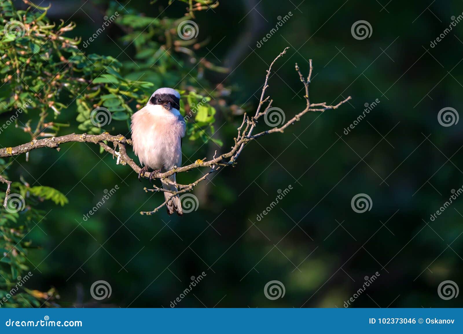 lesser grey shrike or lanius minor rests on branch