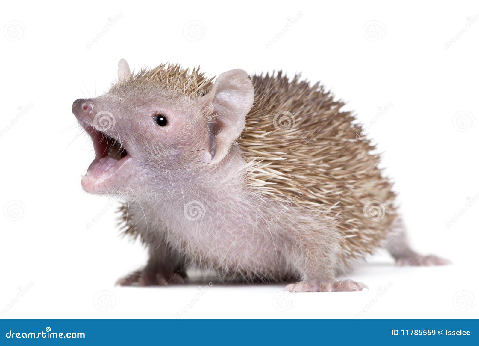 lesser hedgehog tenrec with mouth open