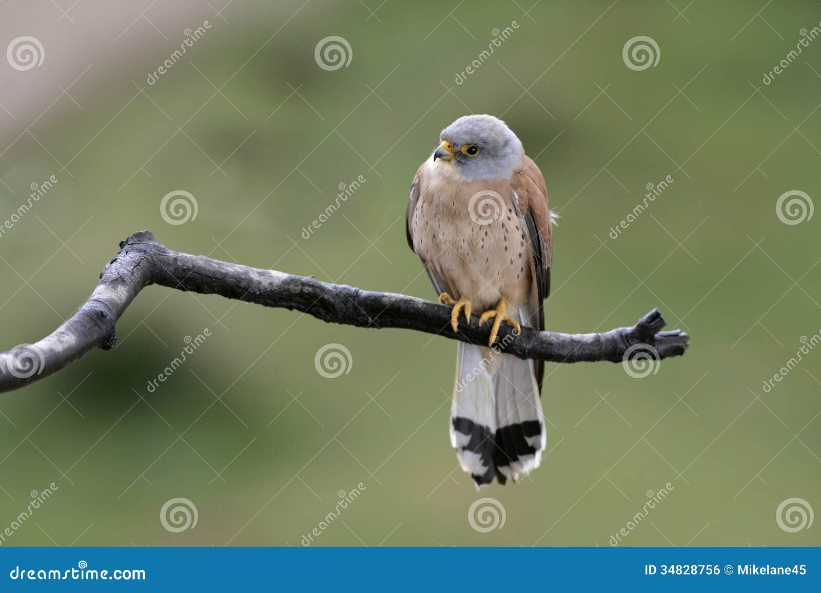 lesser kestrel, falco naumanni,