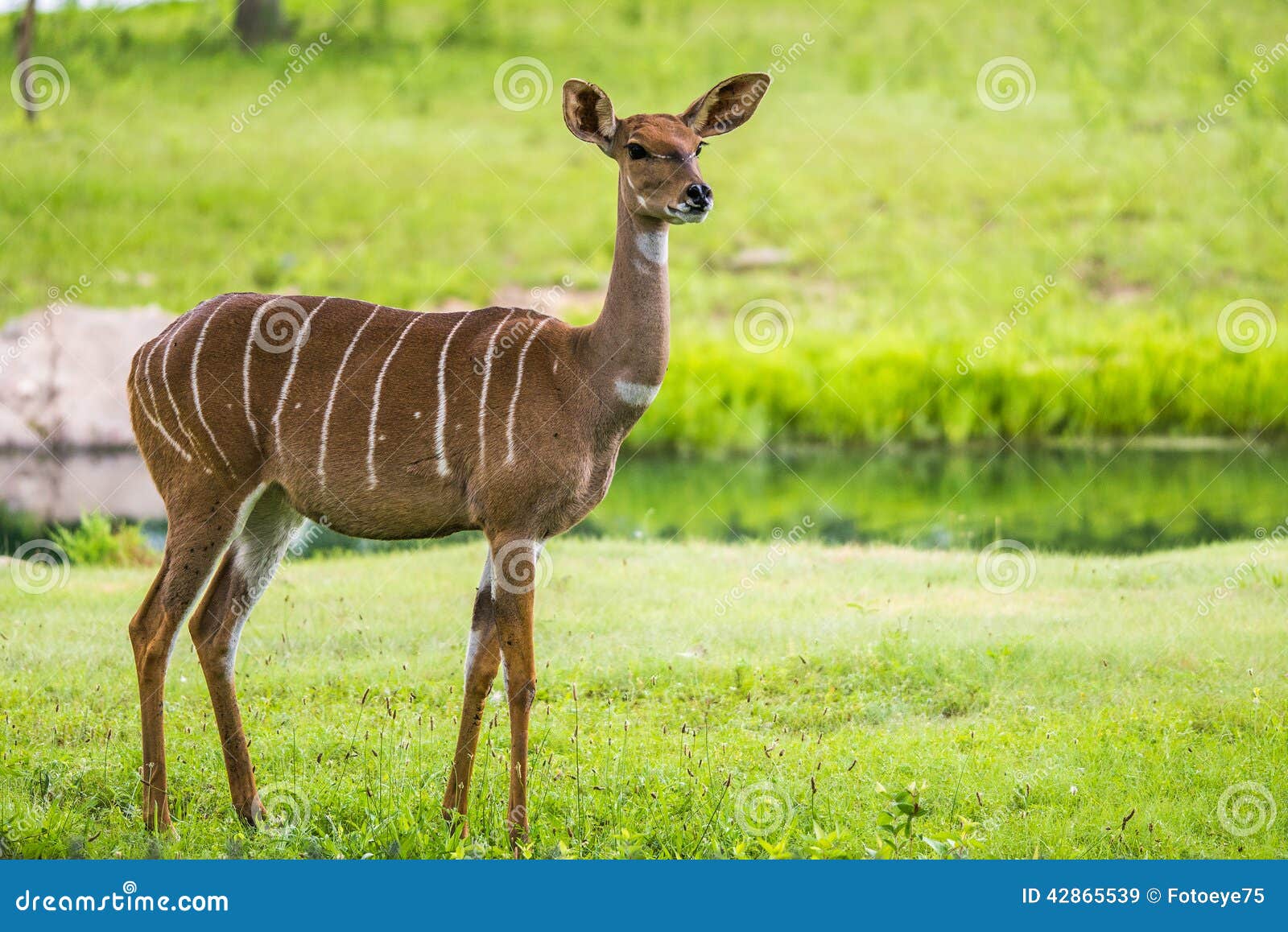 lesser kudu from africa