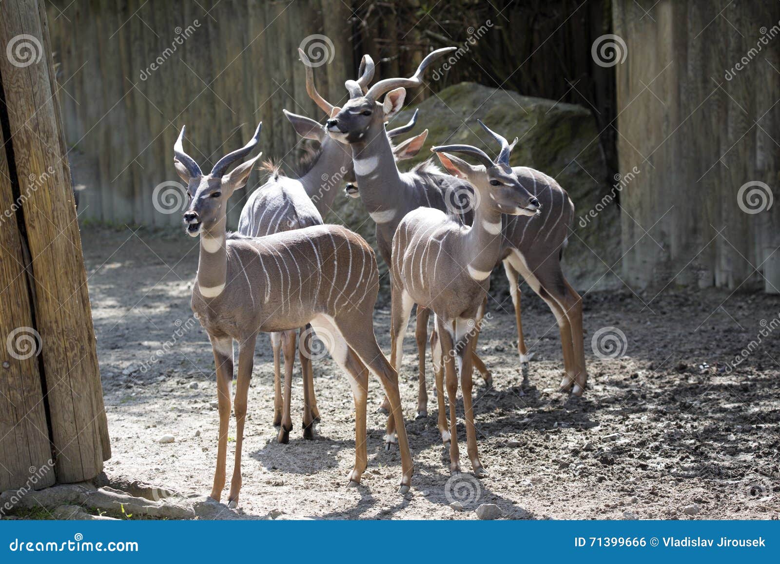 Lesser Kudu, Tragelaphusimberbis har färgrika striations