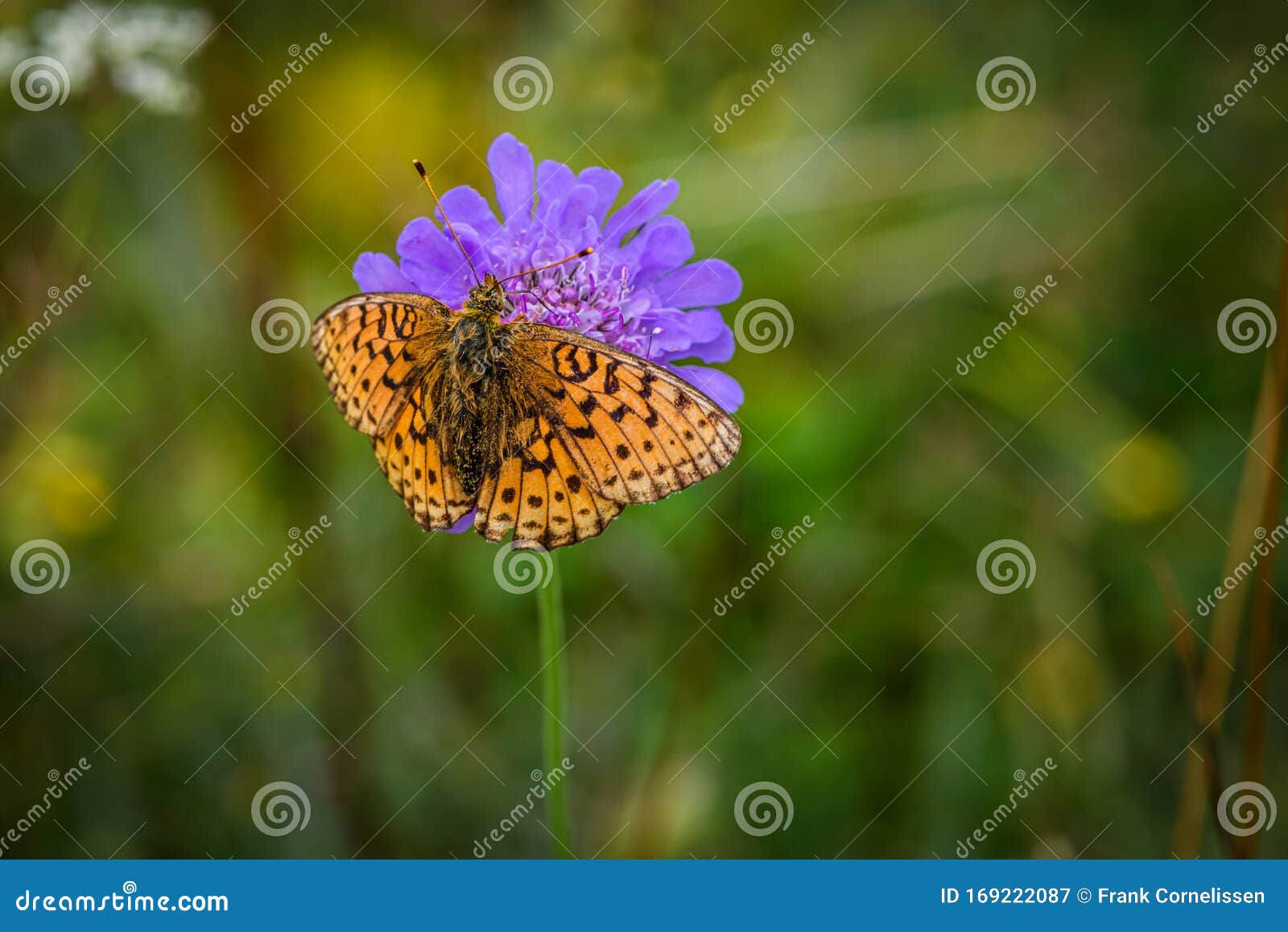 lesser marbled fritillar butterfly or brenthis ino on a purple flower