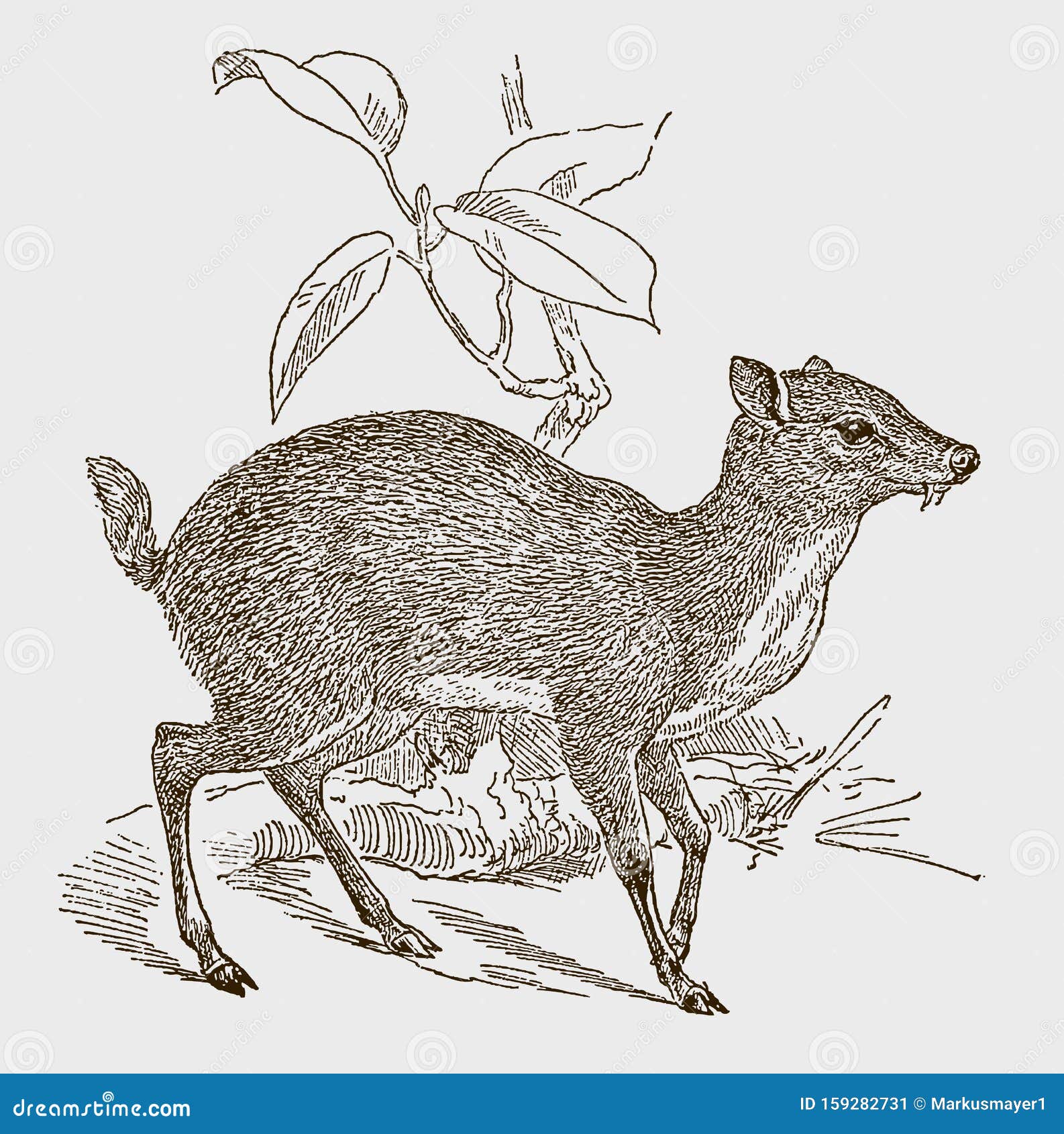lesser mouse-deer or kanchil tragulus kanchil in side view