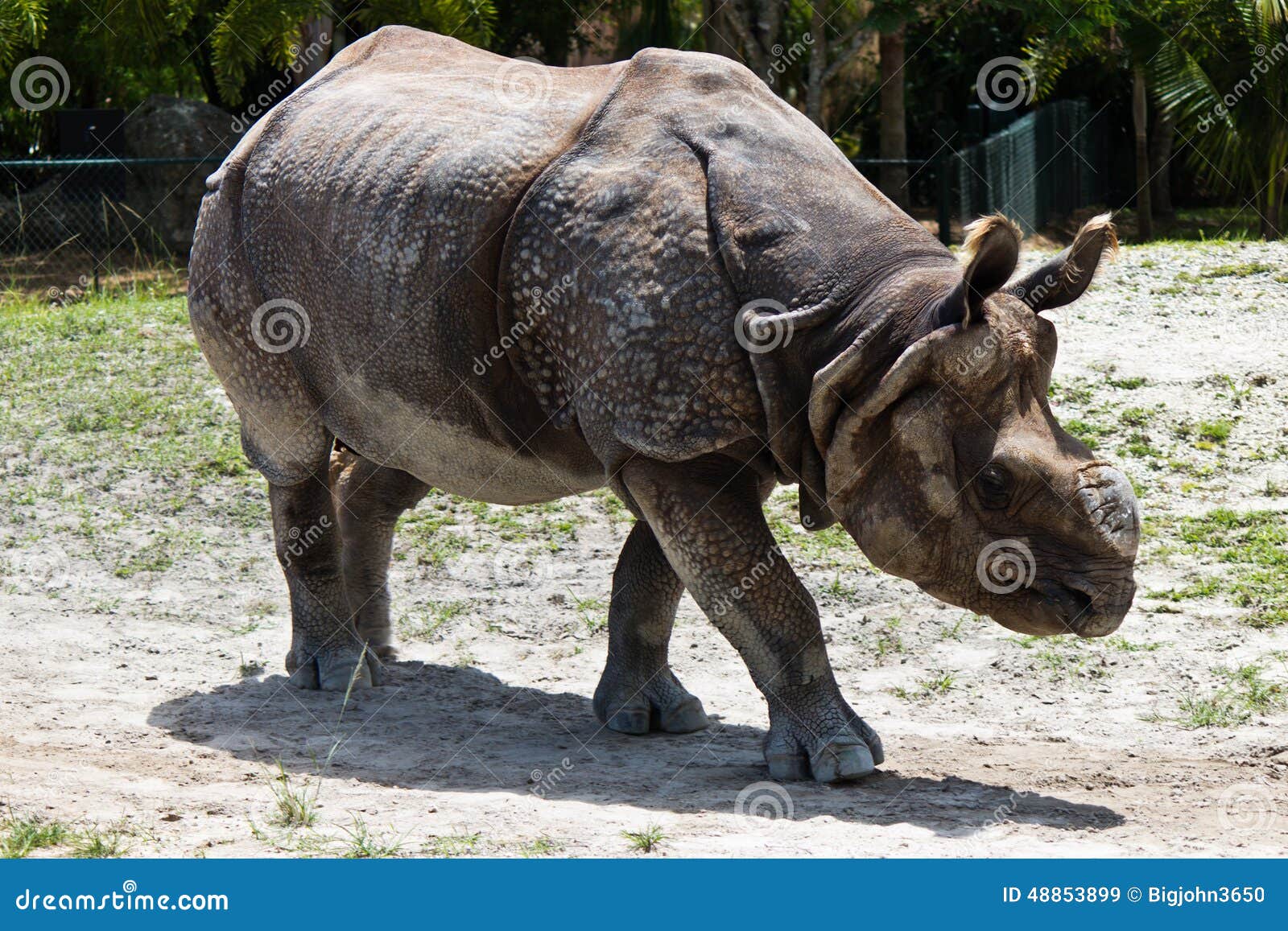 lesser one-horned rhinoceros also known as a javan rhinoceros