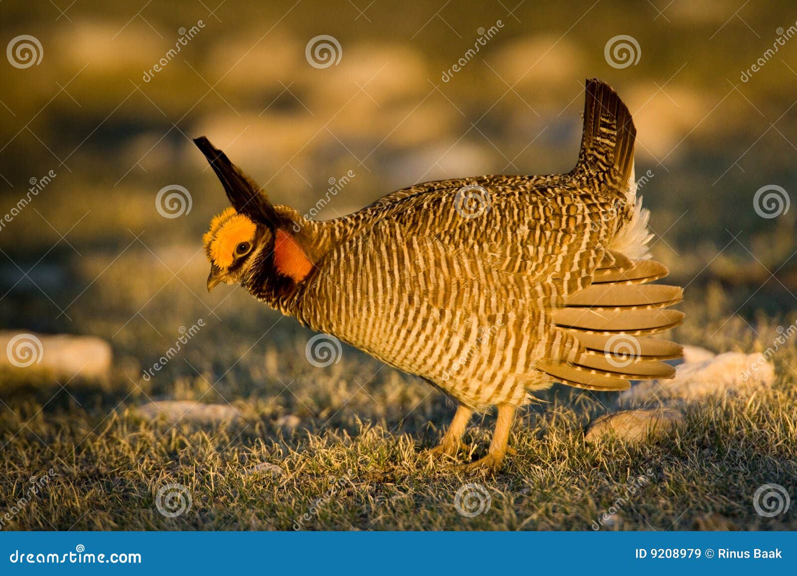 lesser prairie chicken