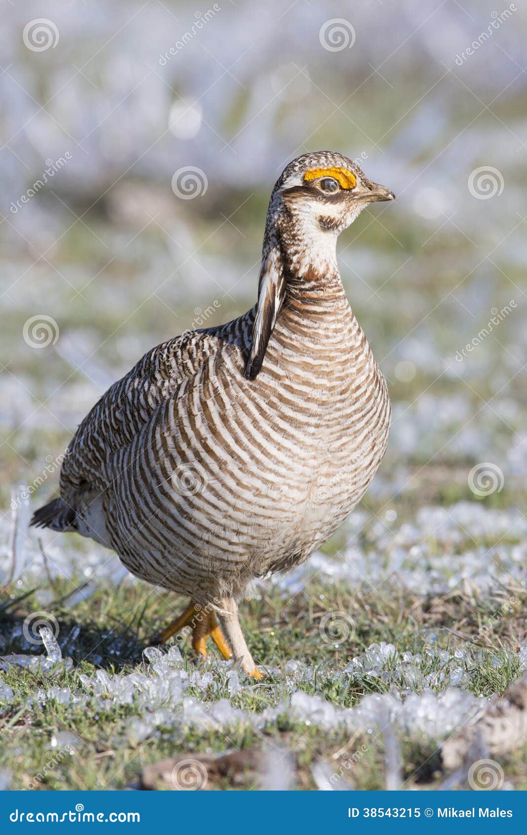 lesser prairie chicken walking in frozen sage