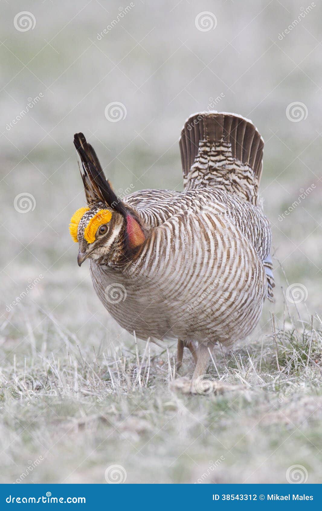 Lesser Prairie Chicken in Western Oklahoma Stock Photo Image of beak, pallidicinctus 38543312