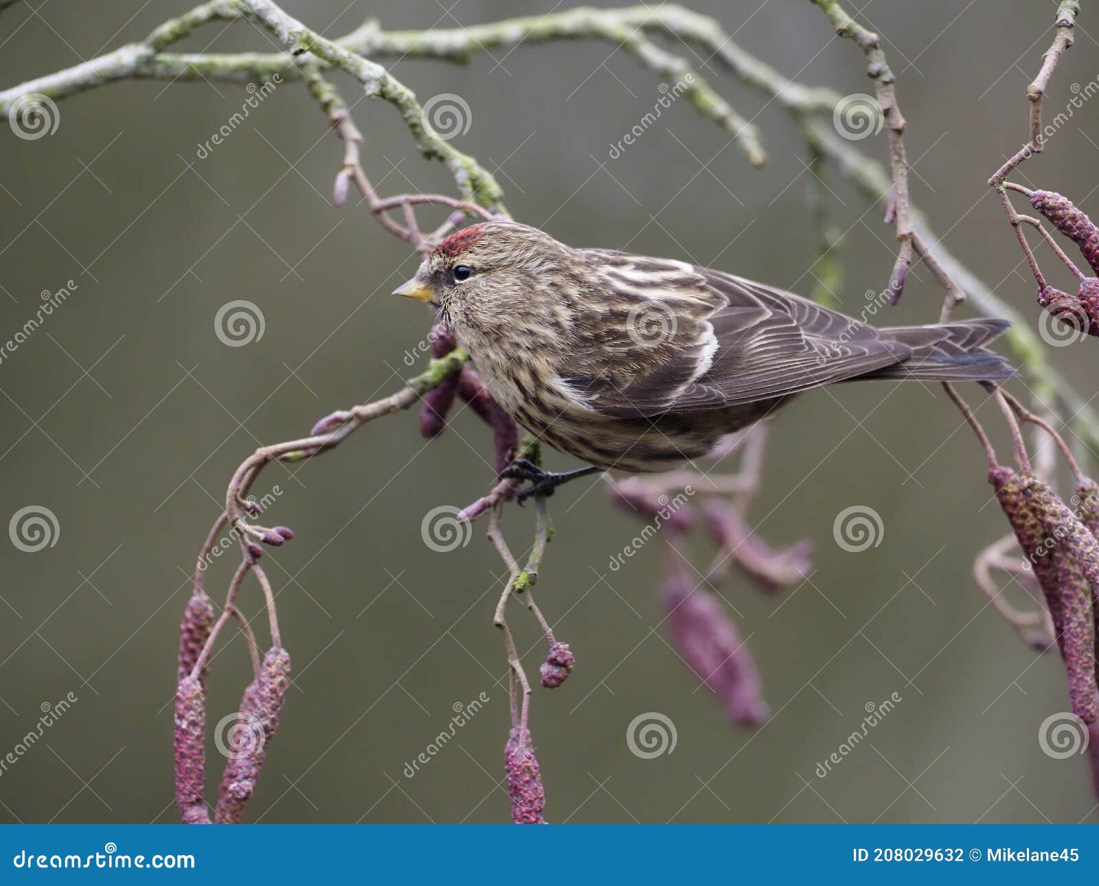 lesser redpoll, acanthis cabaret