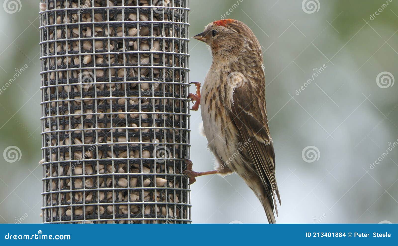 lesser redpoll feeding from a feeder at bird table