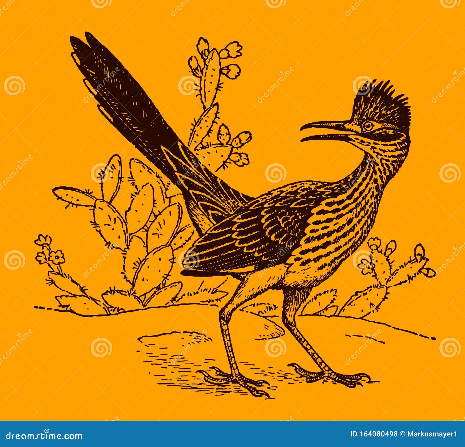 lesser roadrunner geococcyx velox sitting in front of cactus plants and looking backwards, on an orange background