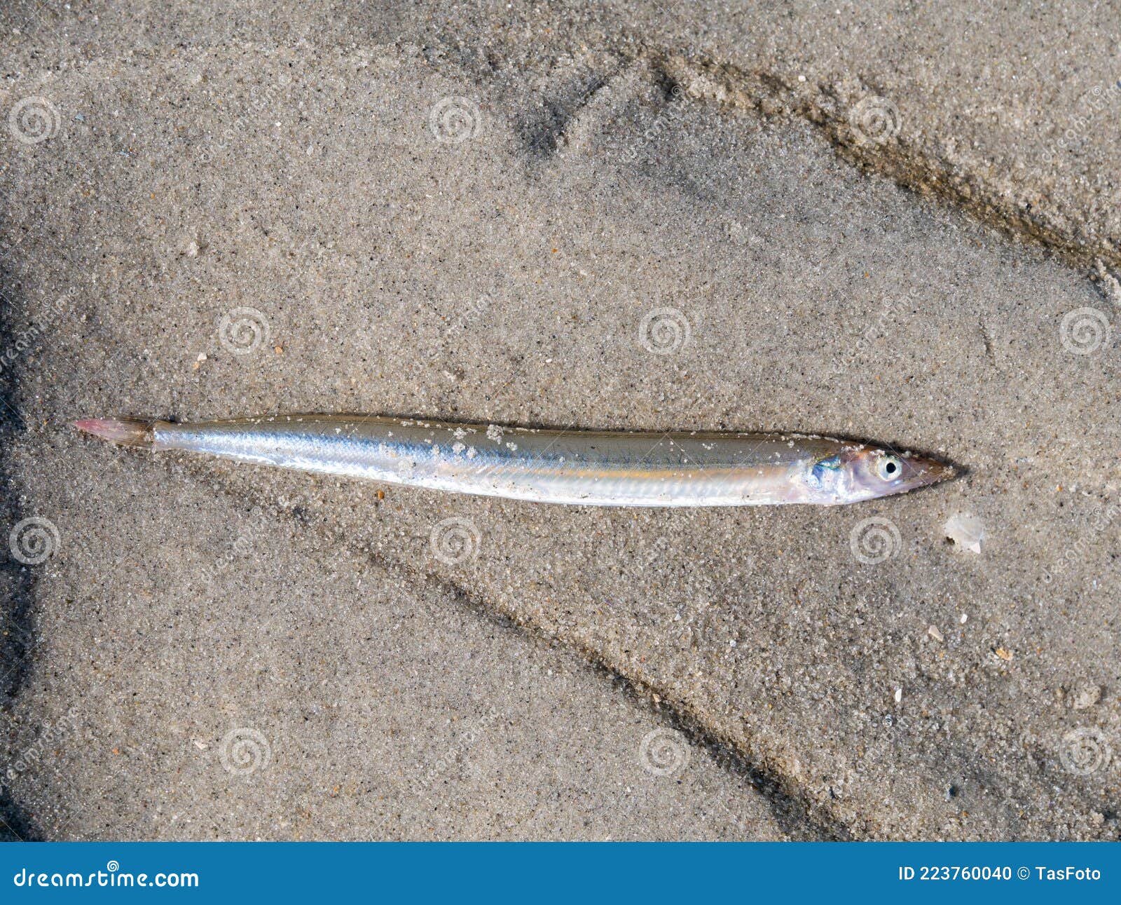 Lesser Sand Eel or Sand Lance, Ammodytes Tobianus, Lying on Sand at Low  Tide of Waddensea, Netherlands Stock Photo - Image of tidal, water:  223760040