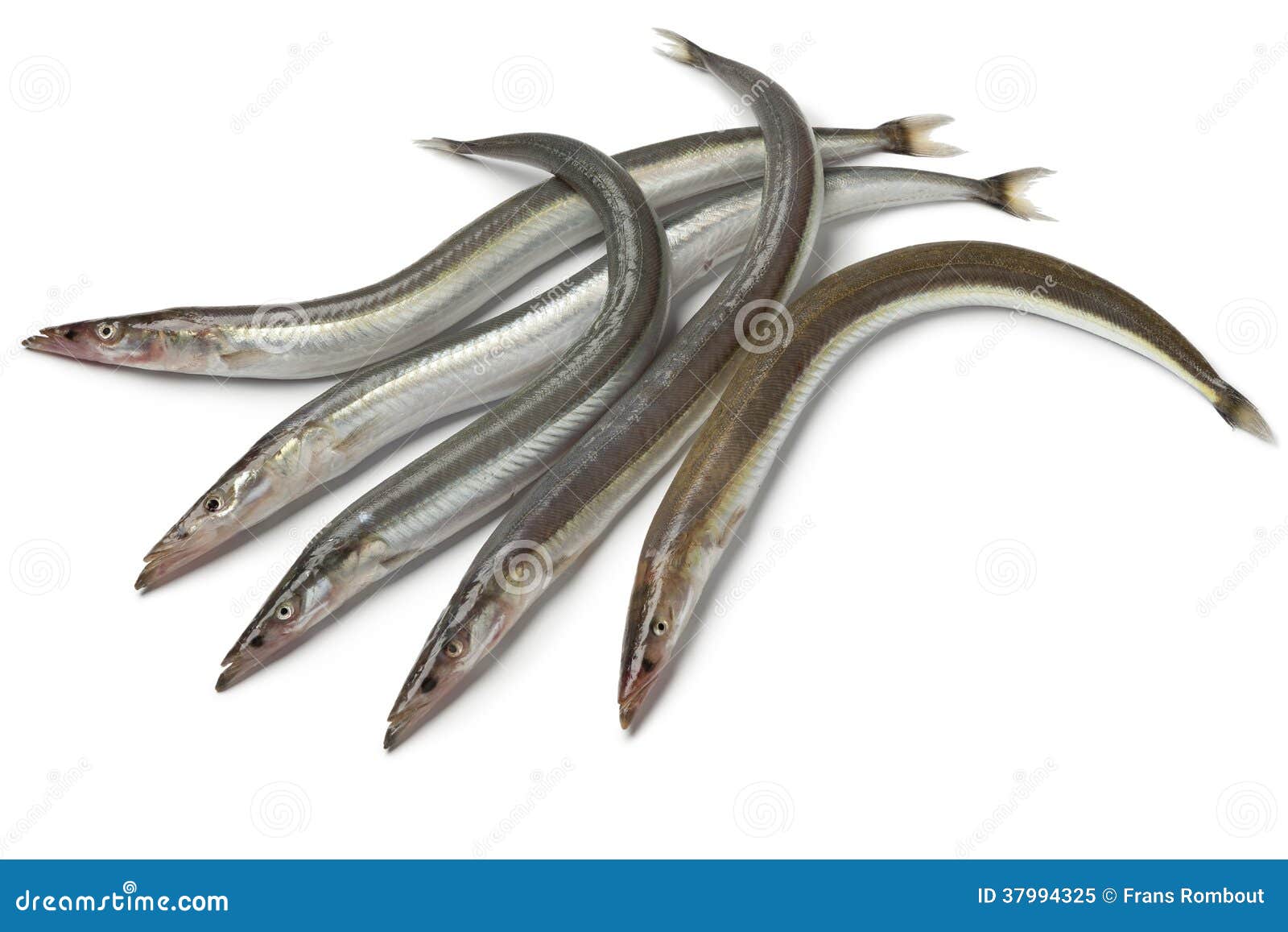 Lesser sand eels stock image. Image of sand, healthy - 37994325