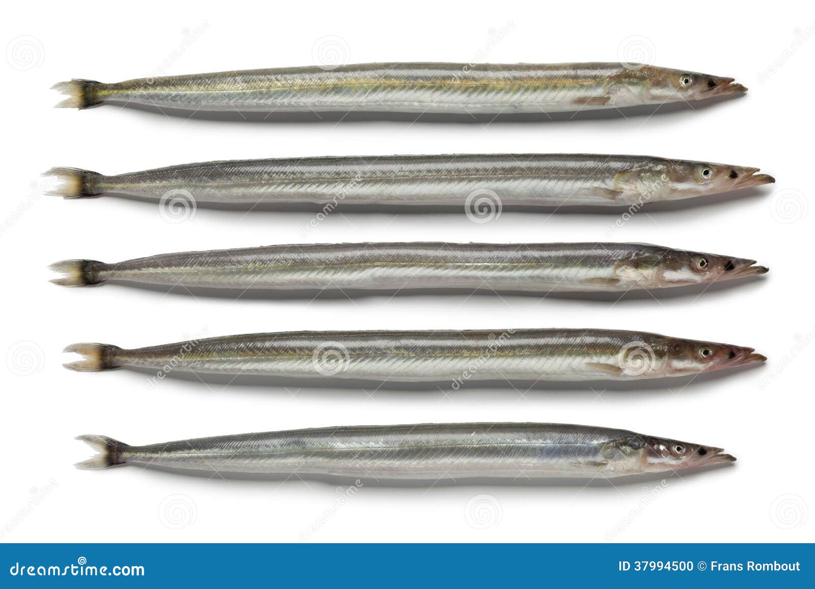 Lesser sand eels stock photo. Image of fresh, healthy 37994500
