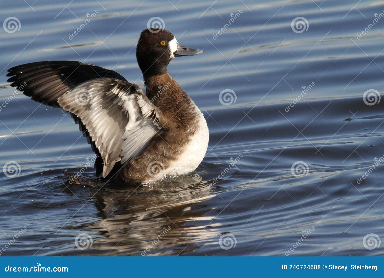 lesser scaup on the choptank river