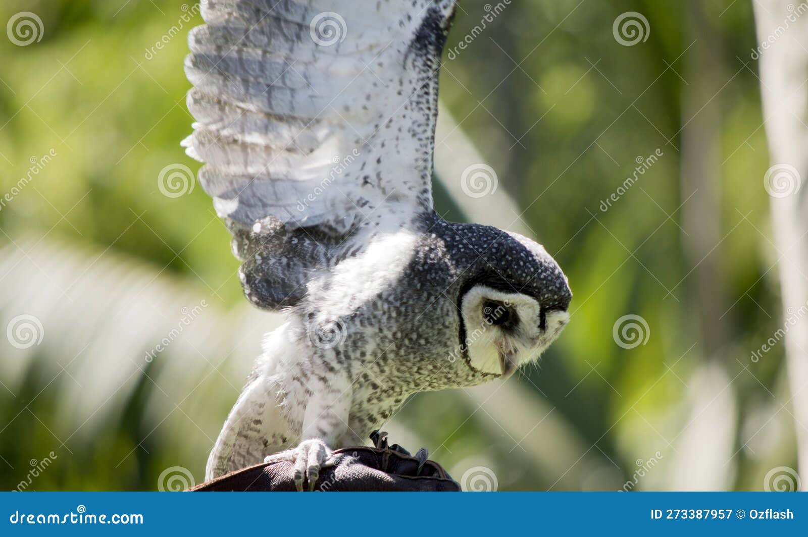 the lesser sooty owl is using his wings to balance