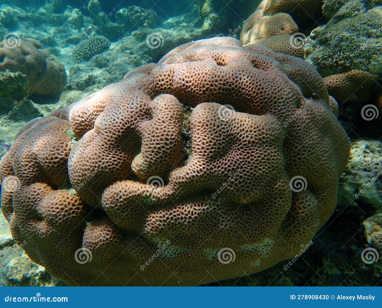 lesser star coral (goniastrea edwardsi) undersea, red sea